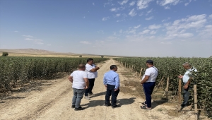 Niğde'de elma üreticileri 650 bin ton rekolte bekliyor