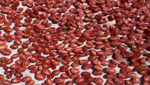 Niğde'de güneşte kurutulan domatesler Avrupa ve ABD'ye ihraç ediliyor