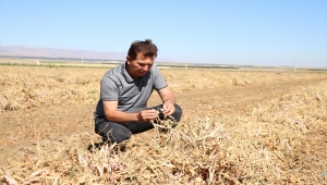 Niğde'de kuru fasulye ve barbunyada 65 bin ton rekolte bekleniyor