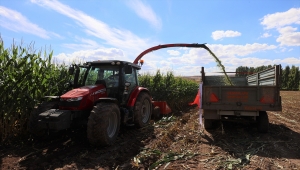 Sivas'ta silajlık mısırda 50 bin ton rekolte bekleniyor 