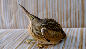 Sivas'ta üniversite hastanesinin bahçesinde yaralı Hint balıkçılı bulundu