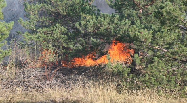 Yozgat'ta orman yangını kontrol altına alındı