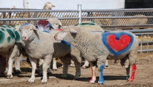 Anadolu merinosu ırkında yüzde 50 ikizlik oranı hedefleniyor
