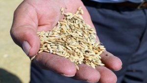 Çankırılı çeltik üreticileri bu yıl verimden memnun