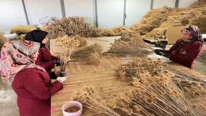 Dikenli bitkilerden yaptıkları süs çiçekleriyle üniversite harçlıklarını çıkarıyorlar