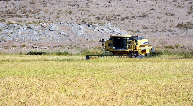 Dron ile ekilen ve ilaçlanan çeltik tarlalarında hasat sürüyor