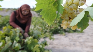 Girişimci kadınların ürettiği üzüm turşusu sofralara lezzet katıyor