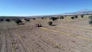 Kayseri'de çerezlik kabak çekirdeği rekoltesinde artış bekleniyor