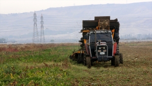 Kayseri Şeker, 6 ildeki pancar sahasından 3 milyon tonun üzerinde rekolte bekliyor