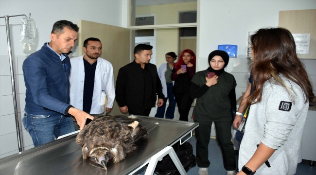 Kırıkkale'de kanadı kesilen akbaba rehabilitasyon merkezine gönderilecek