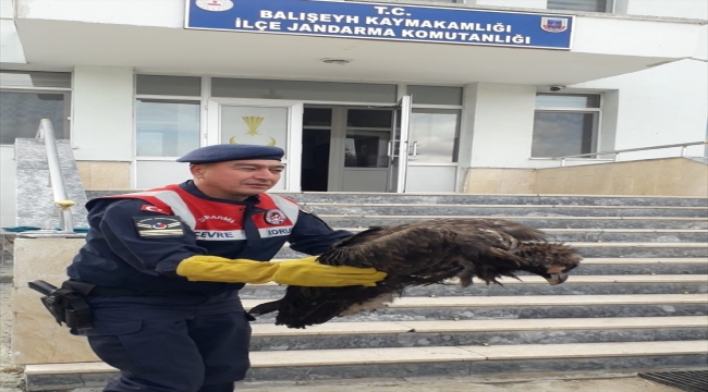 Kırıkkale'de yaralı kara akbaba tedavi altına alındı