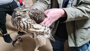 Konya'da bulunan yaralı şahin tedavi altına alındı