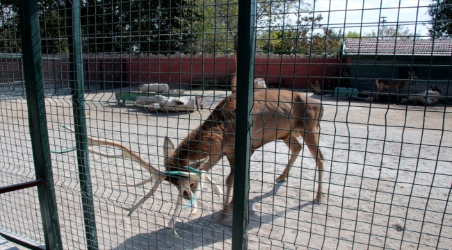 Konya'daki merkezde 9 ayda 500'e yakın yaban hayvanı tedavi edildi