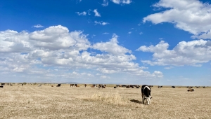 Kuruyan Akşehir Gölü büyükbaş hayvanlara "mera" oldu