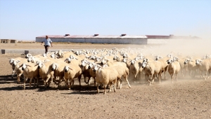 Malya Tarım İşletmesi, yerli koyun yetiştiriciliğine katkı sağlıyor