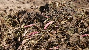 Niğde'de barbunya hasadı başladı 