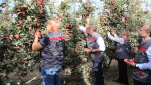 Niğde'de Elma Festivali düzenlenecek
