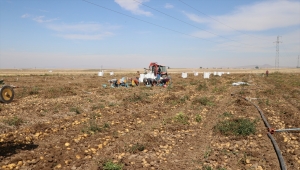 Niğde'de kışlık patates hasadı başladı 