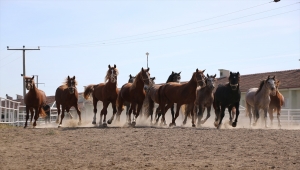 Şampiyon atların elit tayları "yeni rekor umuduyla" satışa sunulacak