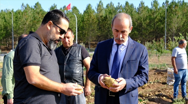 Sivas Cumhuriyet Üniversitesinde patates hasadı yapıldı