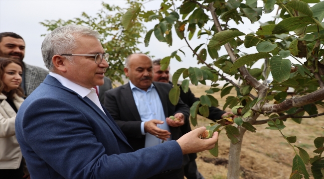 Sivas'ta bir çiftçinin kurduğu 31 bin ceviz ağacı bulunan bahçede ilk hasat yapıldı