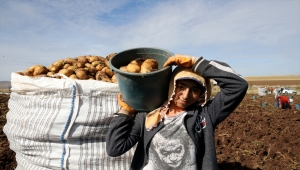 Sivas'ta yemeklik ve sanayi tipi patateste verim de ekim alanları da artıyor