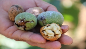 Tescilli Kaman cevizinde hasat dönemi başladı