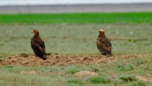 Türkiye'de 12 çift olduğu değerlendirilen bozkır kartalının sayısı yürütülen çalışmalarla artırılacak 