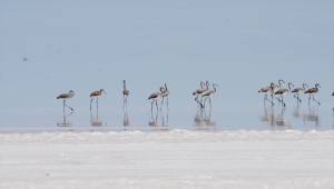 Tuz Gölü'nde alınan tedbirlerle yavru flamingolar kurtuldu