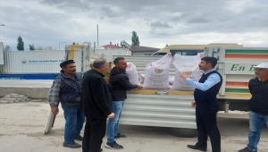Ulaş'ta 120 çiftçiye 70 ton arpa ve buğday tohumu dağıtılıyor 