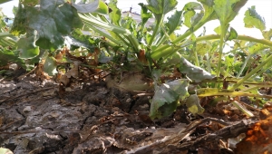 Yozgat'ta şeker pancarında 650 bin ton rekolte bekleniyor