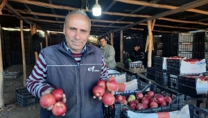 Bozkır'da elma mesaisi sürüyor