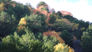 Çankırı'nın Yapraklı ilçesinde sonbahar renkleri hakim oldu