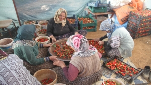 Coğrafi tescilli Hüyük çileği don riskine karşı örtü altında korunuyor