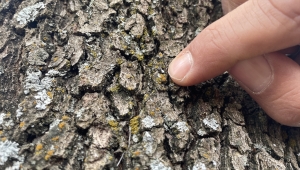 ERÜ yerleşkesinde ağaçlardaki liken varlığı arttı