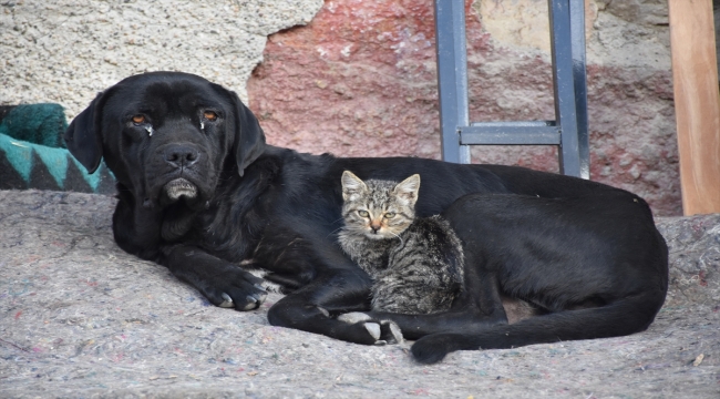 Eskişehir'de yavruları ölen köpek, kediye annelik yapıyor