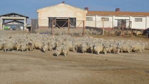 Eskişehir'deki Anadolu Tarım İşletmesinde "teke katımı" yapıldı