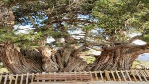 Güneysınır'daki anıt ardıç ağacı tarihe tanıklık ediyor