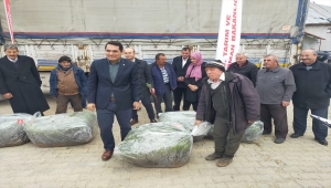 Hüyük'te üreticilere lavanta fidesi dağıtıldı 