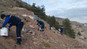 Kayseri'de ağaçlardan dökülen yaklaşık 1 ton tohum toprakla buluşuyor