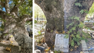 Kayseri'de Anıt Ağaç olarak tescillenen çınar 420 yıldır ayakta