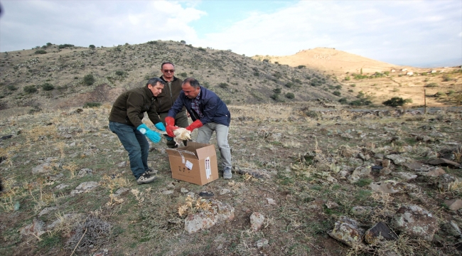 Kayseri'de tedavileri tamamlanan Mısır akbabası ve kaya kartalı doğaya bırakıldı