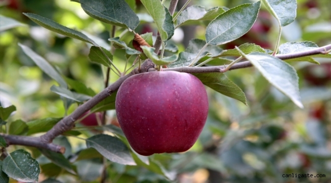 Kayseri'de üretilen bu elmalar ülkelerin damak tadına göre