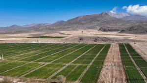 Kayseri'den Etiyopya'ya 300 bin çilek fidesi gönderildi
