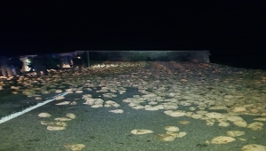 Kırıkkale'de devrilen tırdan dökülen şeker pancarları ulaşımı aksattı