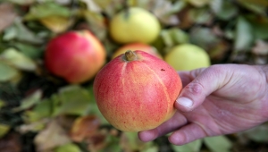 Sivas'ta bir ağaçtan üç farklı lezzeti barındıran meyve elde ediliyor 