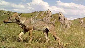 Sivas'ta yaban hayatı fotokapana yansıdı 