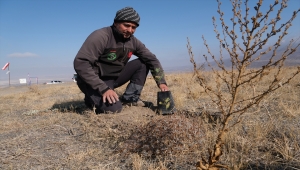 Yamaç paraşütçüleri rüzgar erozyonuna karşı ağaçlandırma yapıyor