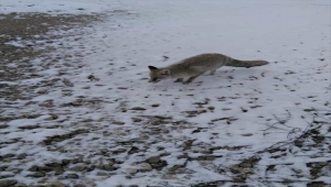 Aksaray'da şantiye bekçisi, yanına gelen aç tilkiyi iki haftadır besliyor