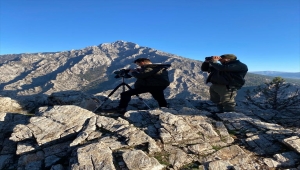 Aladağlar'daki yaban keçisi sayısı 2 bin 534'e ulaştı